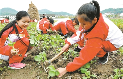 田间学习种油菜