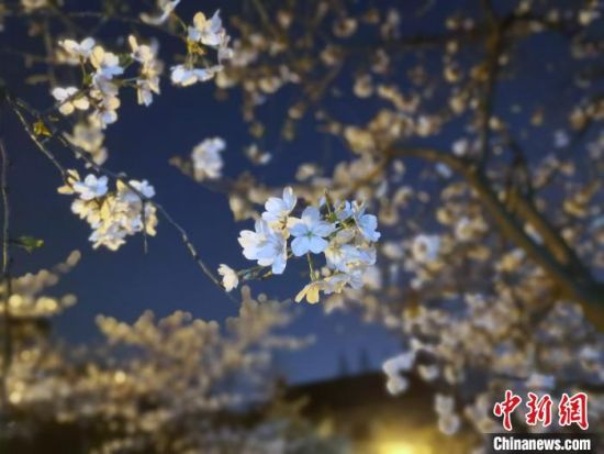 　南京鸡鸣寺路夜樱。　刘乐凯 摄