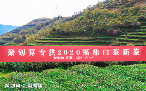 聚划算汇聚福建携手福鼎白茶开茶节，赏2020新春白茶