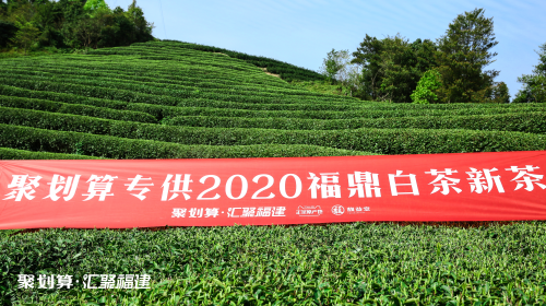 聚划算汇聚福建携手福鼎白茶开茶节，赏2020新春白茶