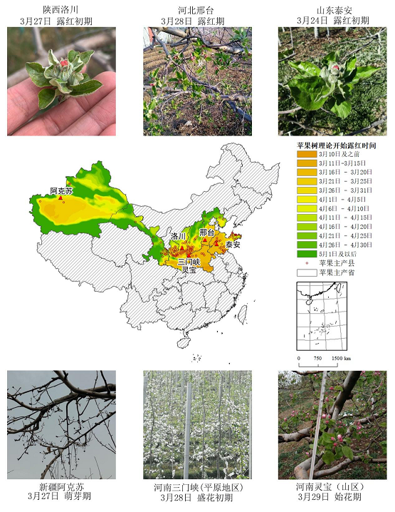 农业农村部信息中心与佳格天地联合发布2020年全国主产区苹果花期冻害预警分析